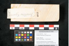 Foto (Objekt + Etikett) von Grevillea haeringiana Ettingshausen (NHMW-GEO-2024-0188-8140)